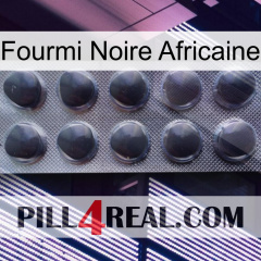 African Black Ant 30